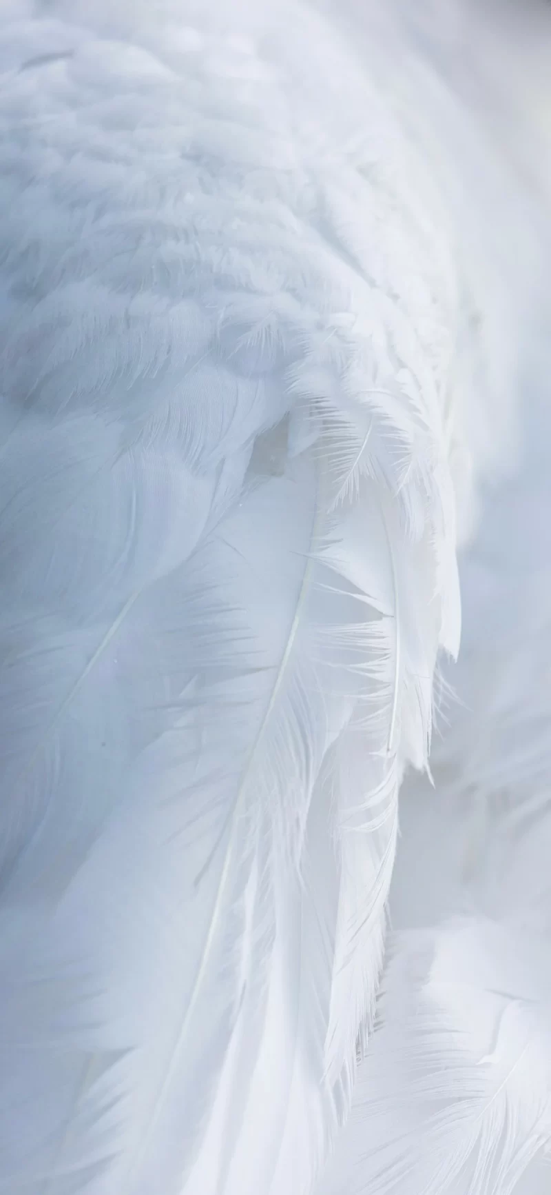 35-12简约手机壁纸14p