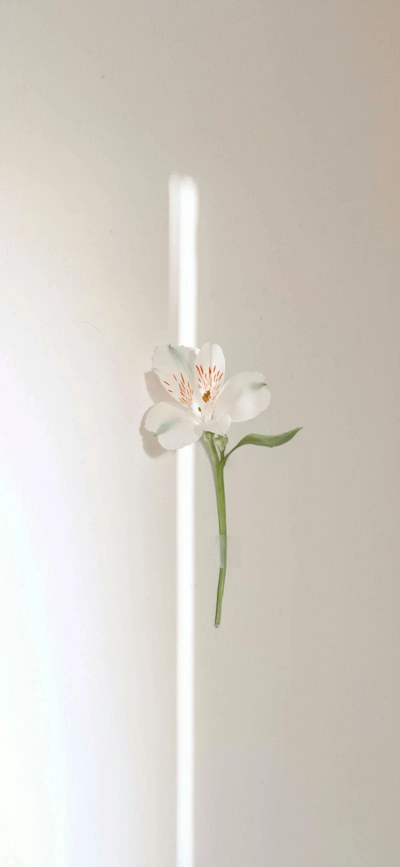 24-1简约手机壁纸10p