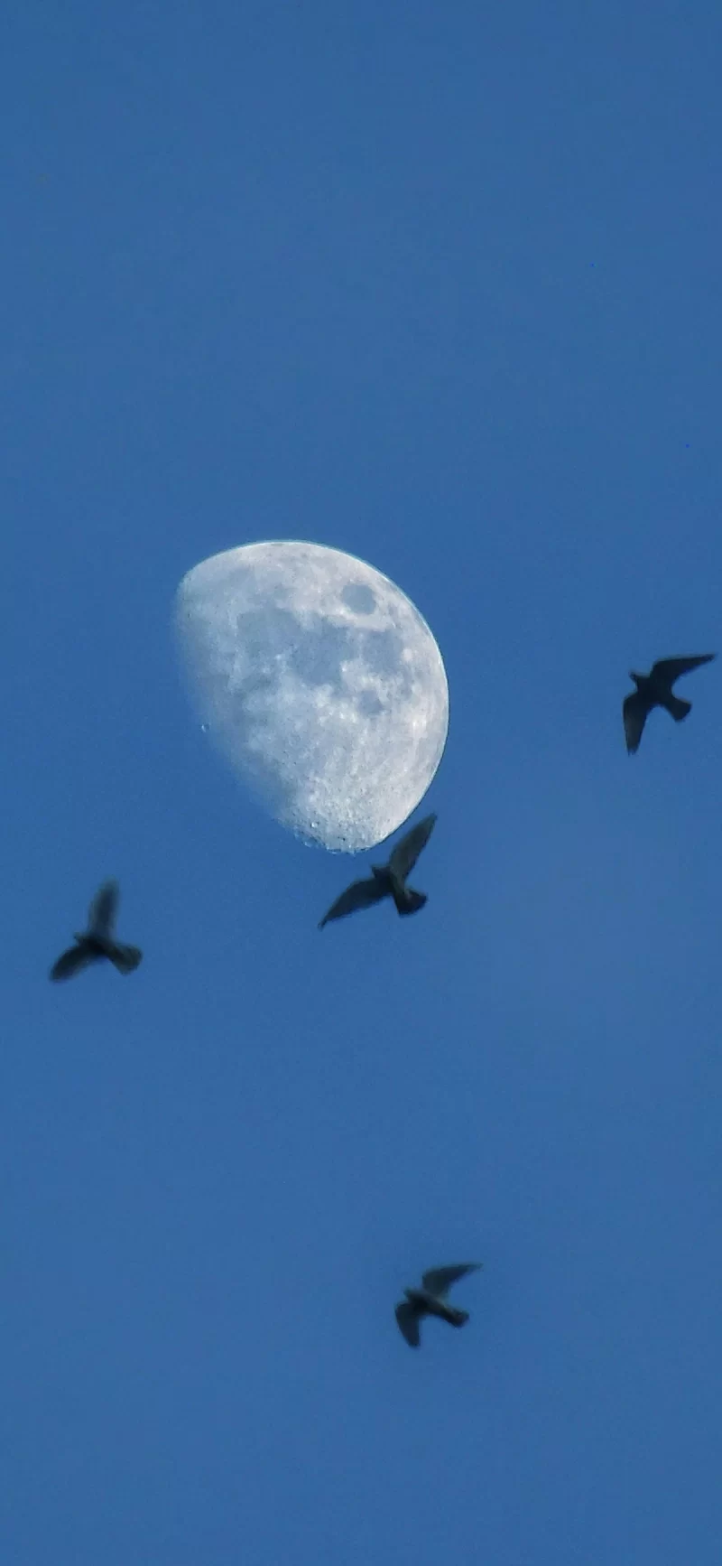 29-6简约手机壁纸10p