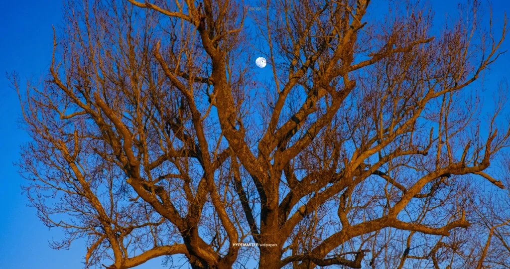 20-10p电脑壁纸风景