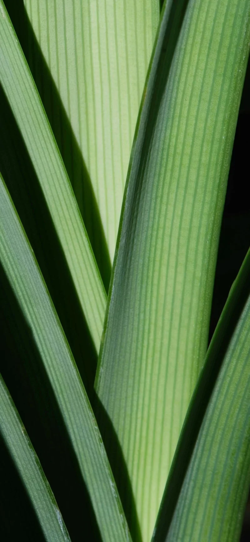 33-10简约手机壁纸10p