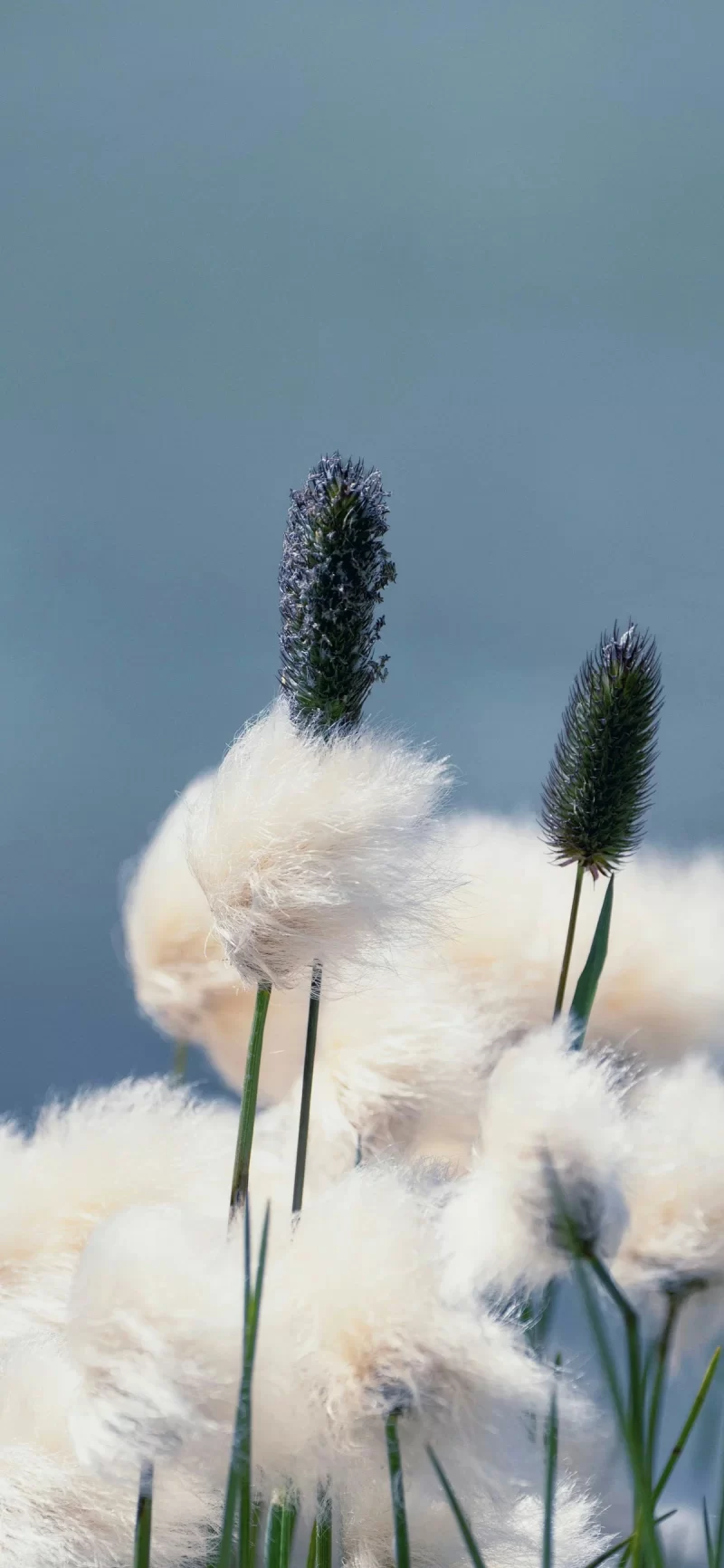 34-11简约手机壁纸10p