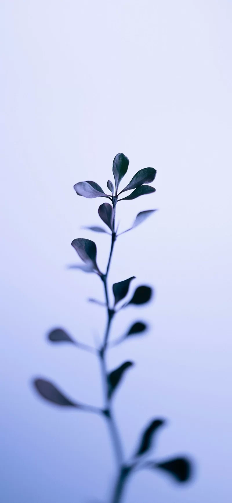 35-12简约手机壁纸14p