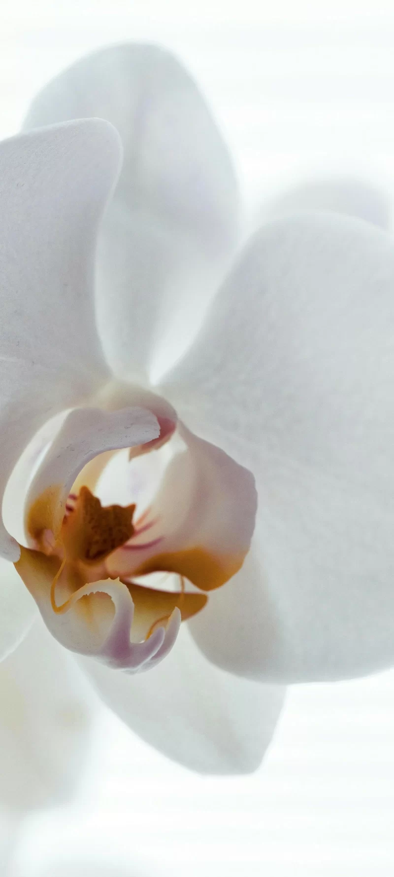 35-12简约手机壁纸14p