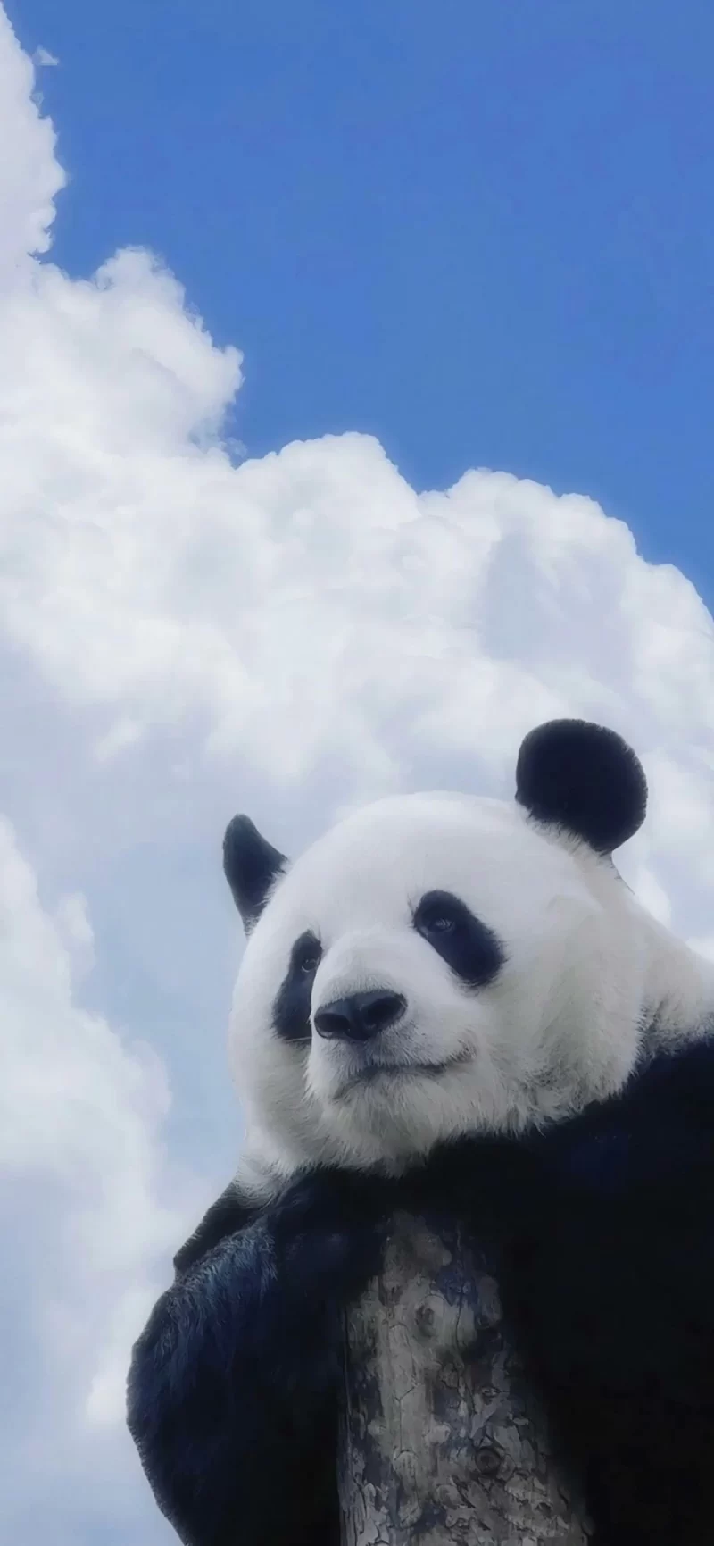 29-6简约手机壁纸10p