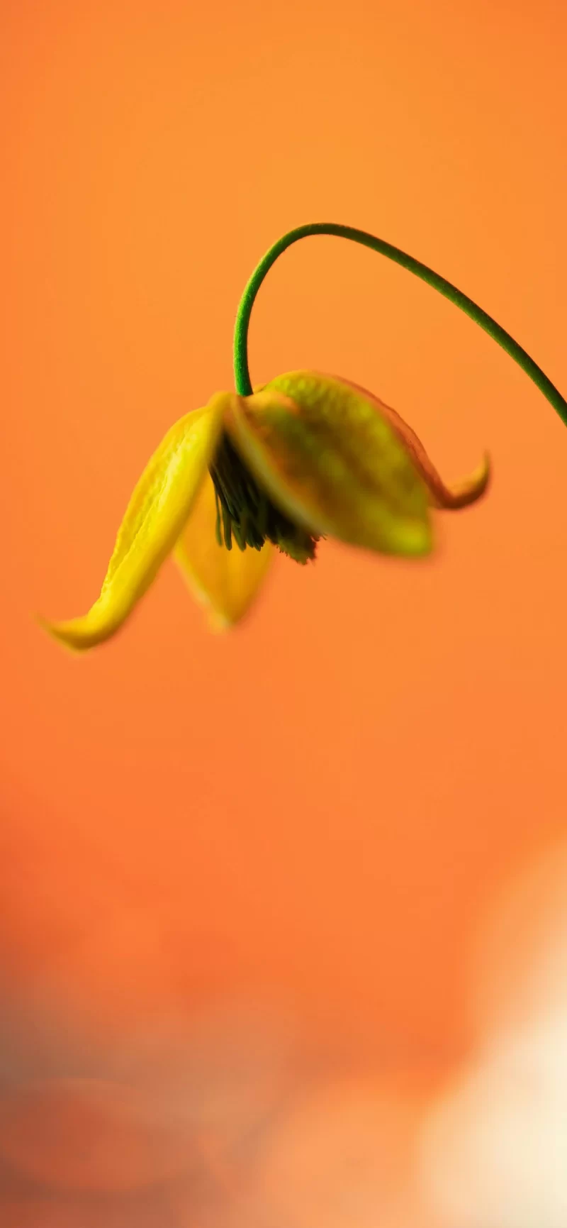 32-9简约手机壁纸10p