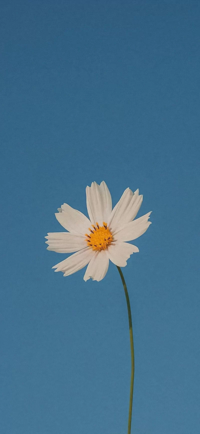 28-5简约手机壁纸10p