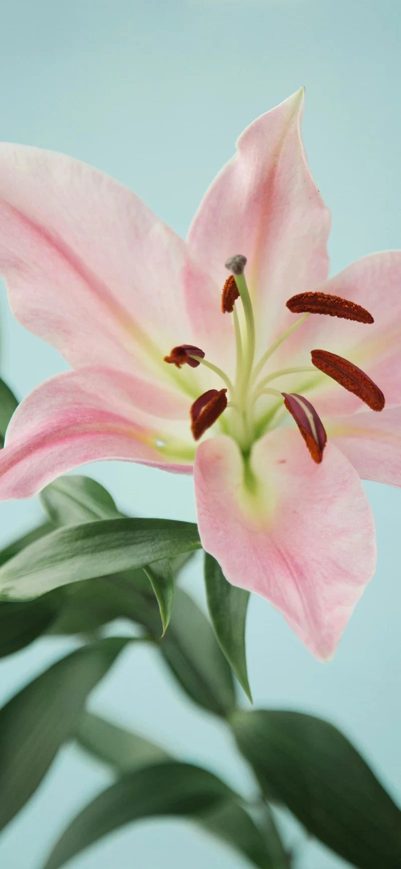 29-6简约手机壁纸10p