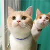 人形自走冷场王的头像-八维设计素材宝库｜电商主图详情页海报字体样机资源站